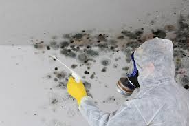 Best Attic Mold Removal  in University, FL